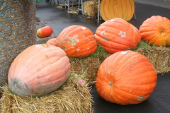 Killikus&reg; Fotographie