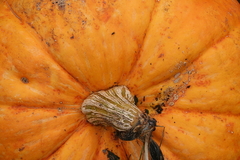 Killikus&reg; Fotographie