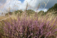 Killikus&reg; Fotographie