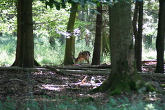 Killikus&reg; Fotographie