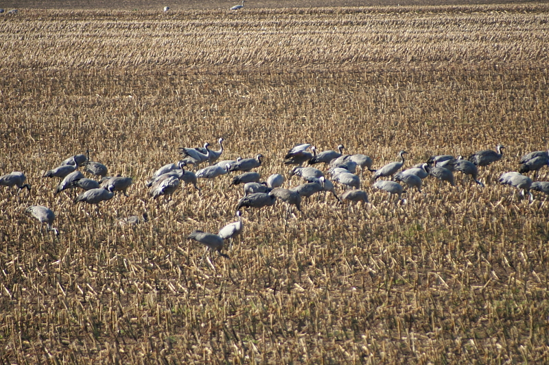 Killikus&reg; Fotographie