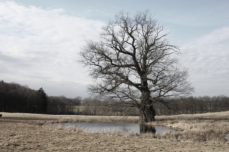 Killikus® Fotographie Killikus® Fotographie