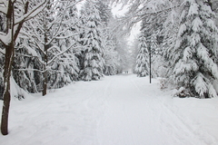 Killikus&reg; Fotographie