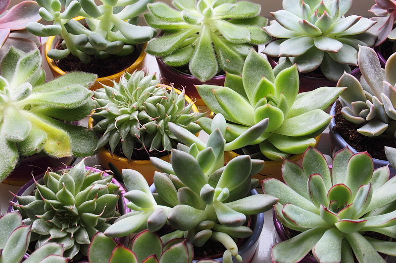 Killikus&reg; Fotographie