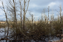 Killikus&reg; Fotographie