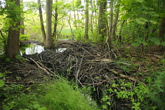 Killikus® Fotographie