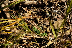 Killikus® Fotographie