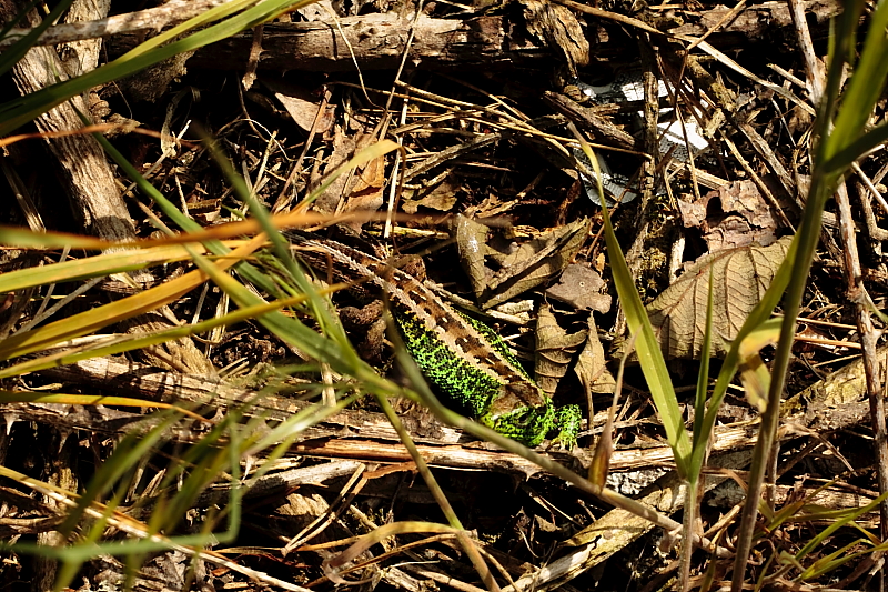 Killikus&reg; Fotographie