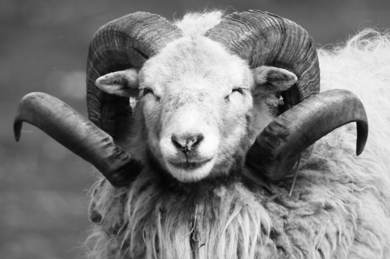 Killikus® Fotographie Killikus® Fotographie