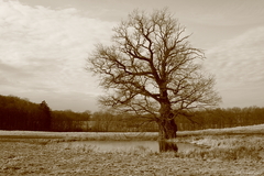 Killikus® Fotographie