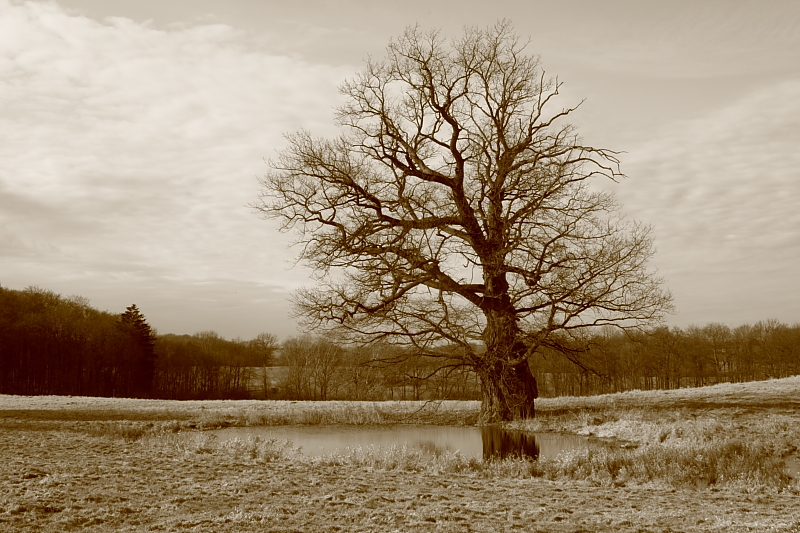 Killikus&reg; Fotographie