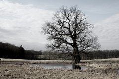 Killikus® Fotographie