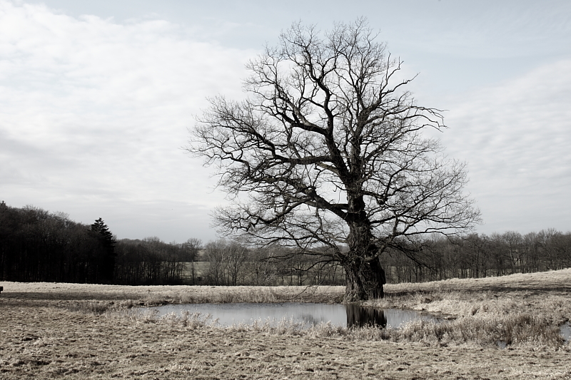 Killikus&reg; Fotographie