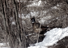 Killikus® Fotographie