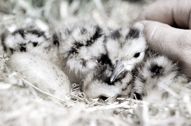 Killikus® Fotographie Killikus® Fotographie