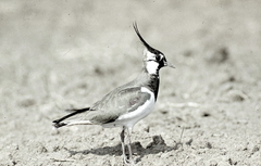 Killikus&reg; Fotographie