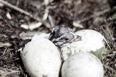 Killikus&reg; Fotographie