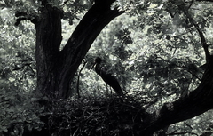 Killikus&reg; Fotographie