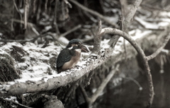 Killikus&reg; Fotographie