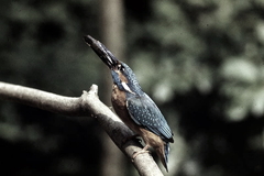 Killikus&reg; Fotographie