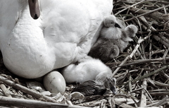 Killikus&reg; Fotographie