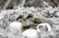 Killikus&reg; Fotographie