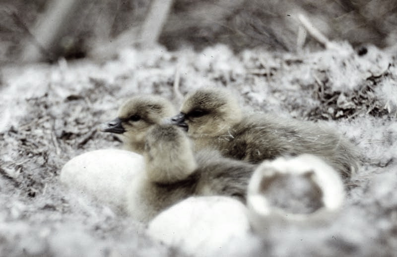 Killikus&reg; Fotographie