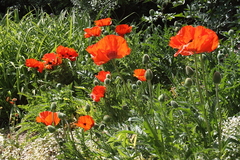 Killikus&reg; Fotographie