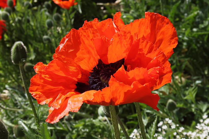 Killikus® Fotographie Killikus® Fotographie