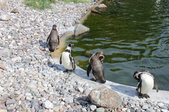 Killikus&reg; Fotographie