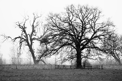 Killikus&reg; Fotographie