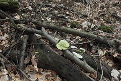 Killikus&reg; Fotographie