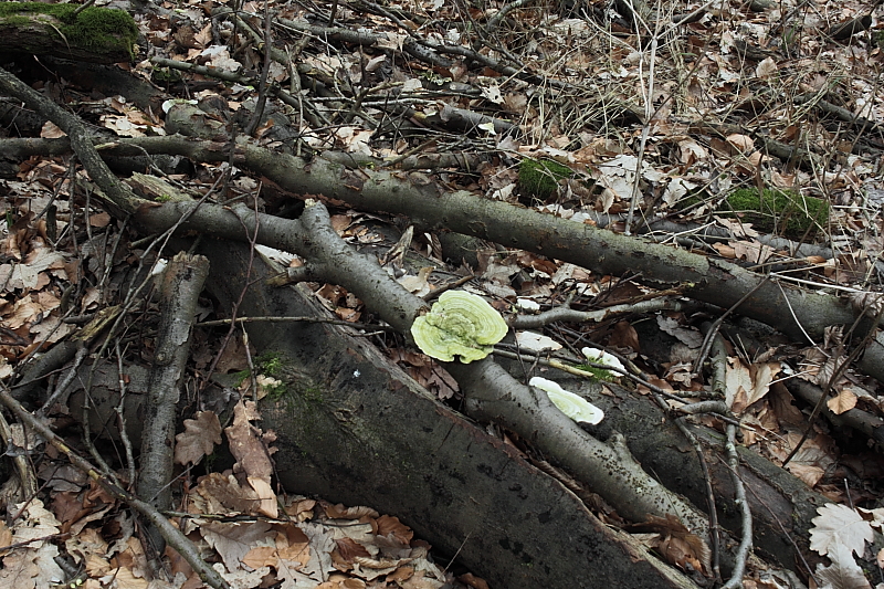 Killikus&reg; Fotographie