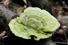 Killikus&reg; Fotographie