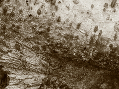 Killikus&reg; Fotographie