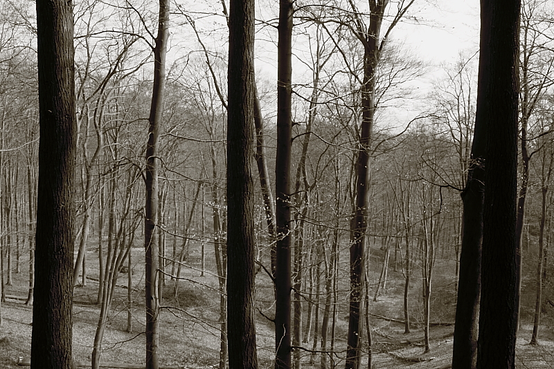 Killikus® Fotographie Killikus® Fotographie