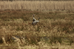 Killikus&reg; Fotographie