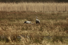 Killikus&reg; Fotographie