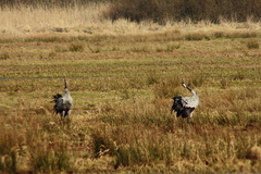 Killikus&reg; Fotographie