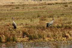 Killikus&reg; Fotographie