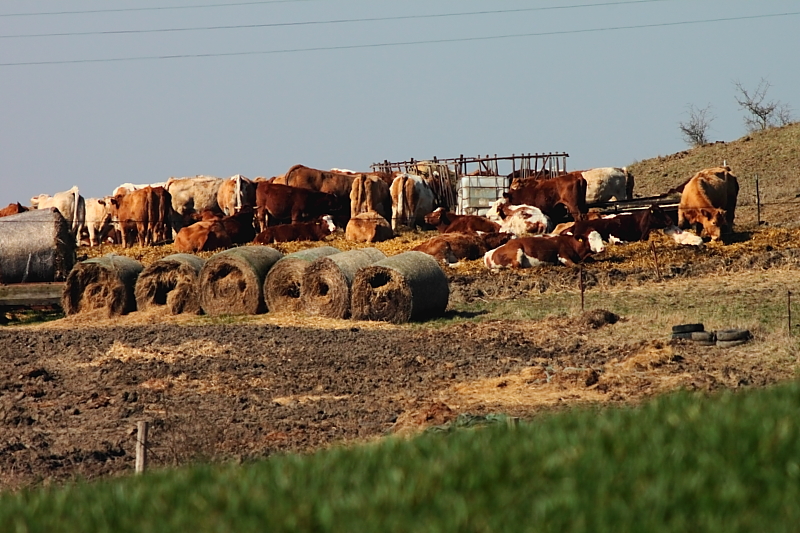 Killikus® Fotographie Killikus® Fotographie