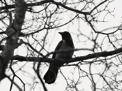 Killikus&reg; Fotographie