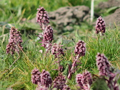 Killikus&reg; Fotographie