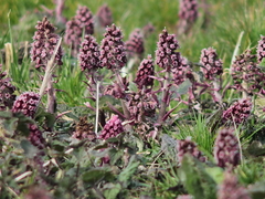 Killikus&reg; Fotographie