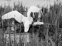 Killikus&reg; Fotographie