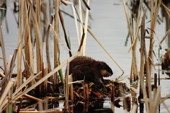 Killikus&reg; Fotographie