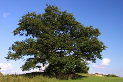 Killikus&reg; Fotographie