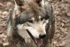 Killikus&reg; Fotographie