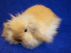 Killikus&reg; Fotographie