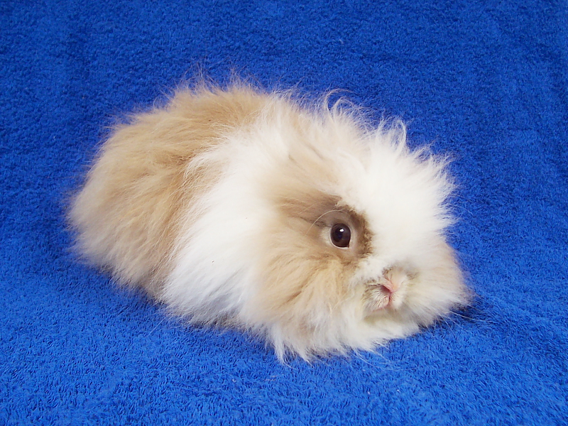 Killikus&reg; Fotographie